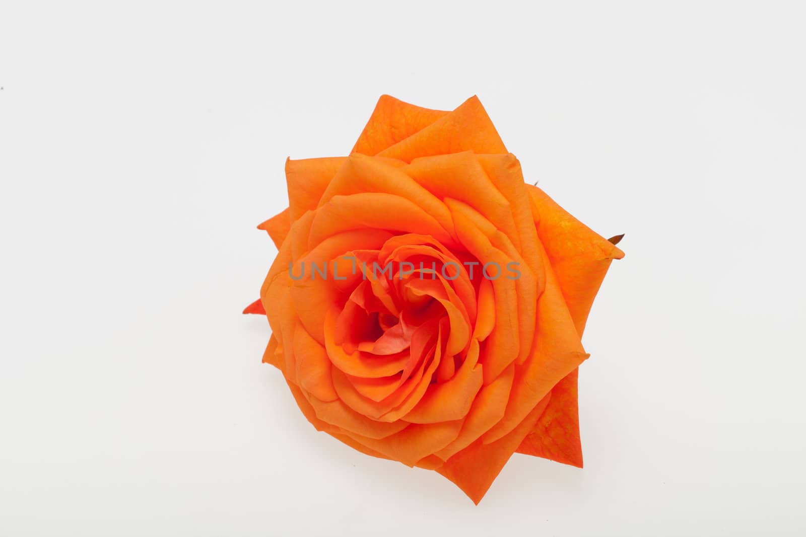 orange single rose isolated on white background