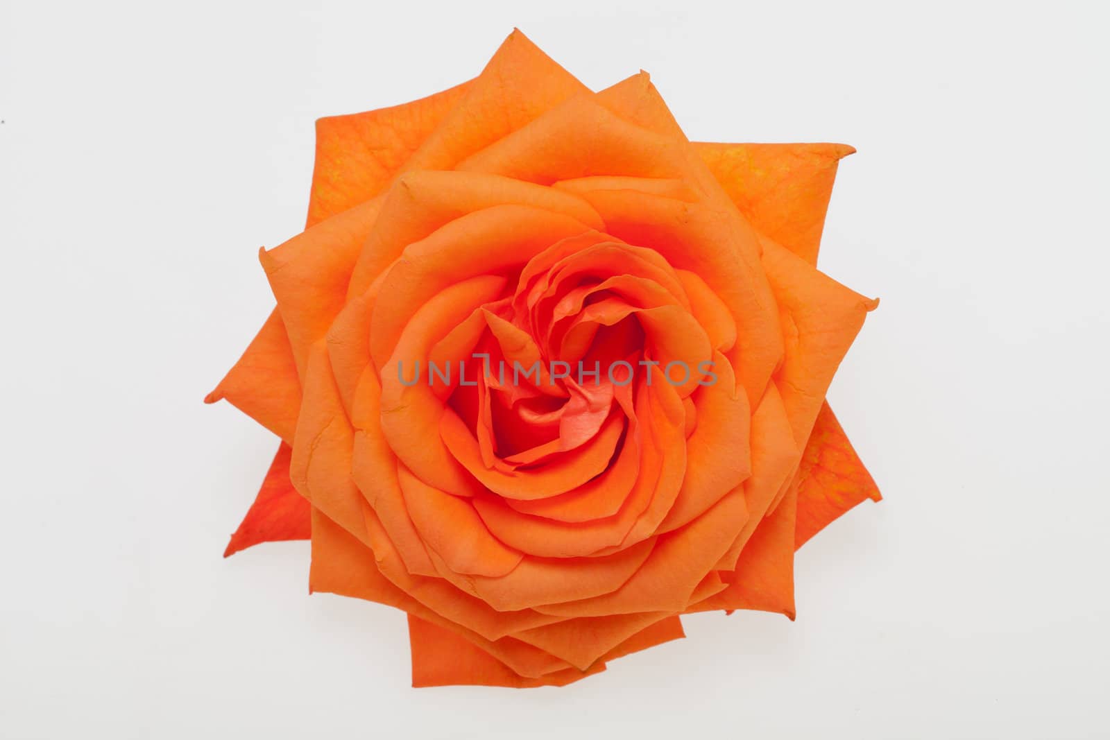 orange single rose isolated on white background
