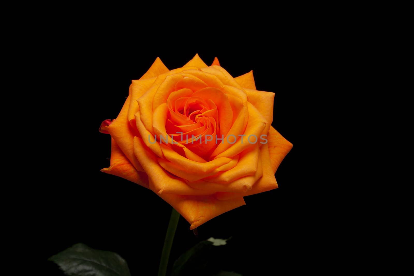 Close up image of single orange rose 