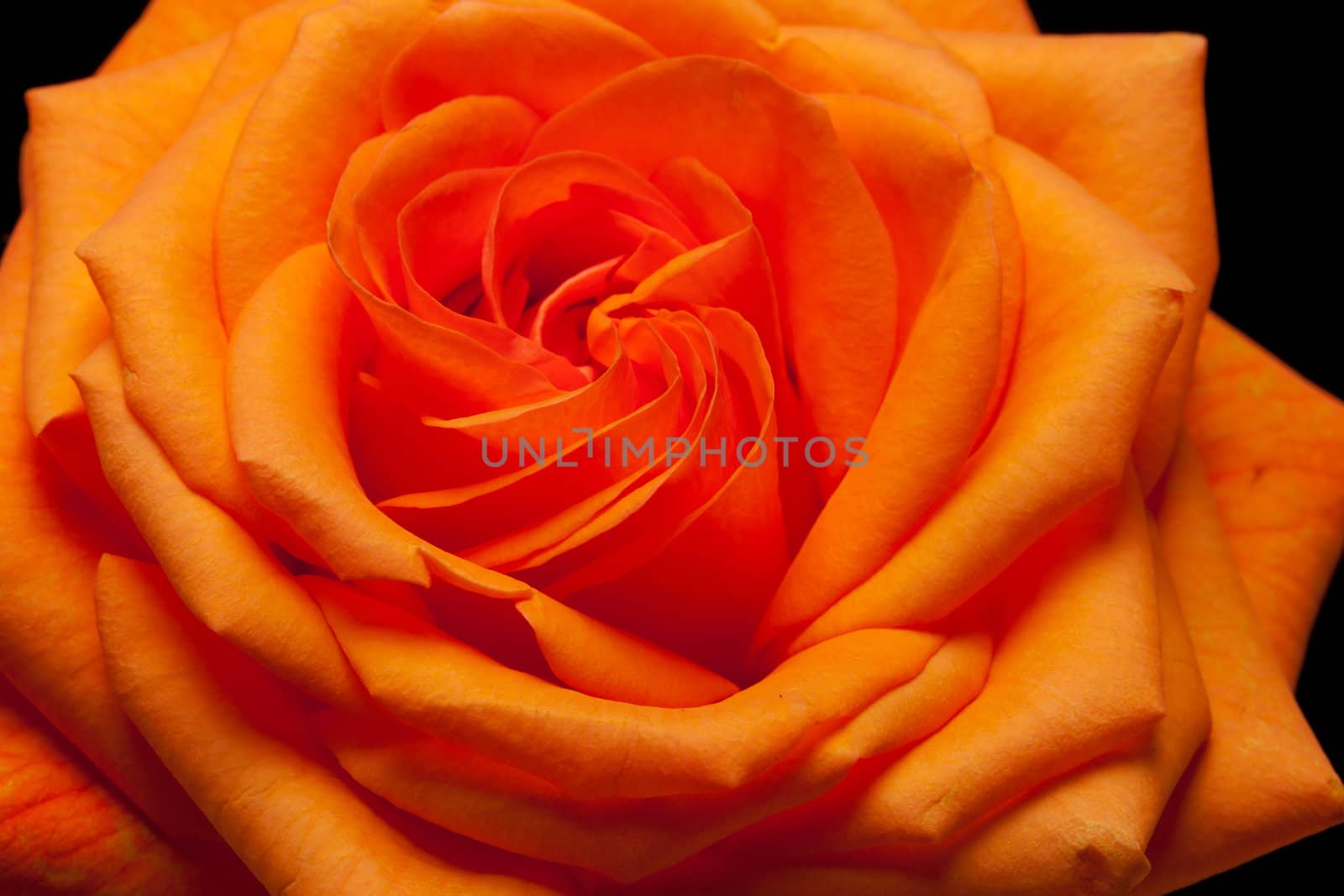 Close up image of single orange rose 