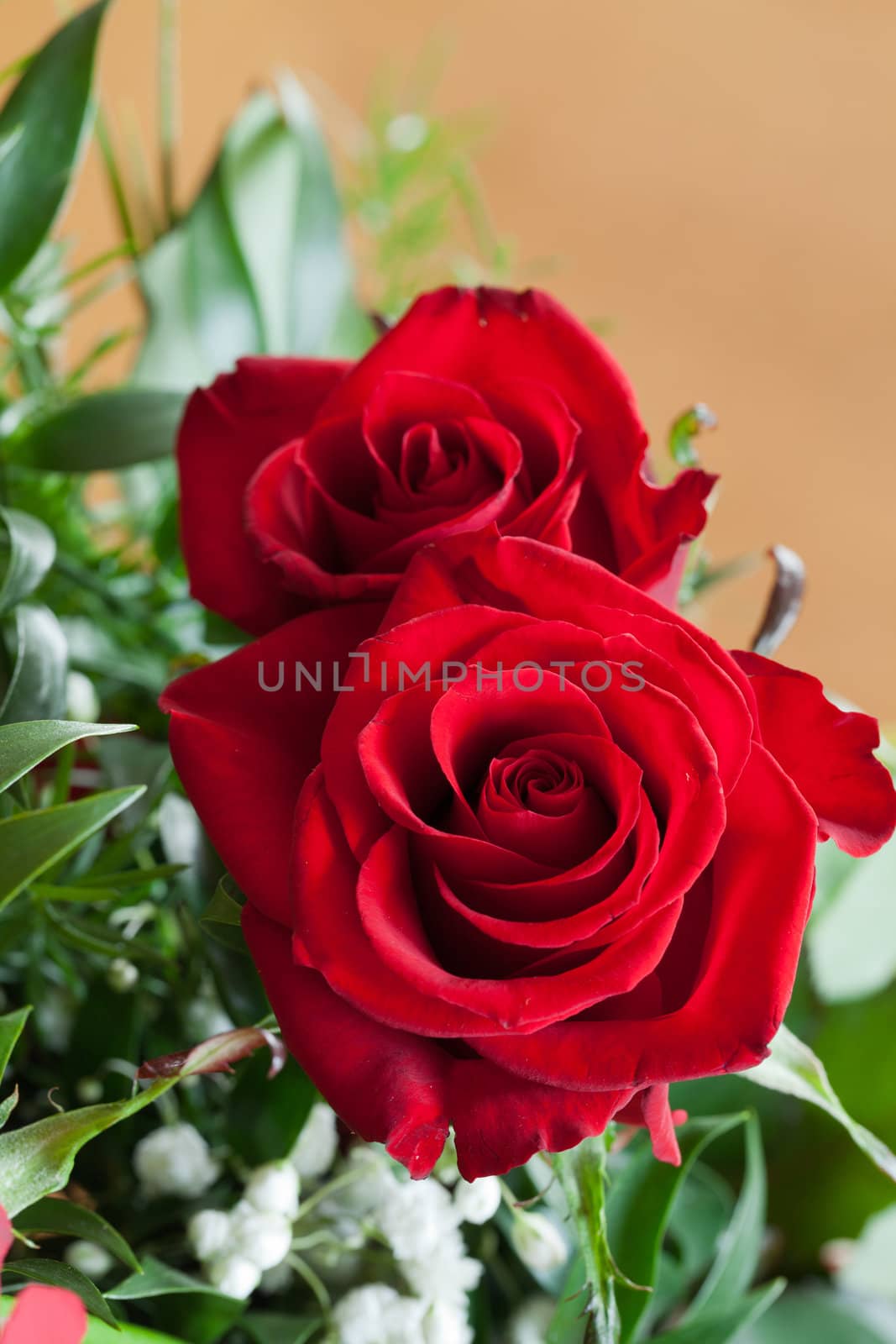 red rose close up