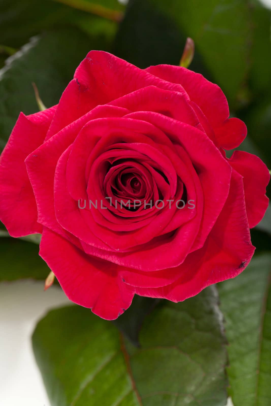 red rose close-up