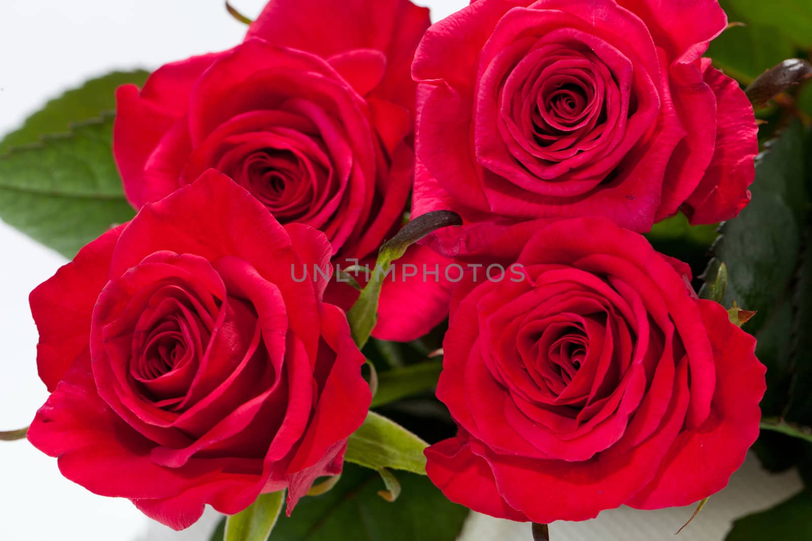 red rose close-up