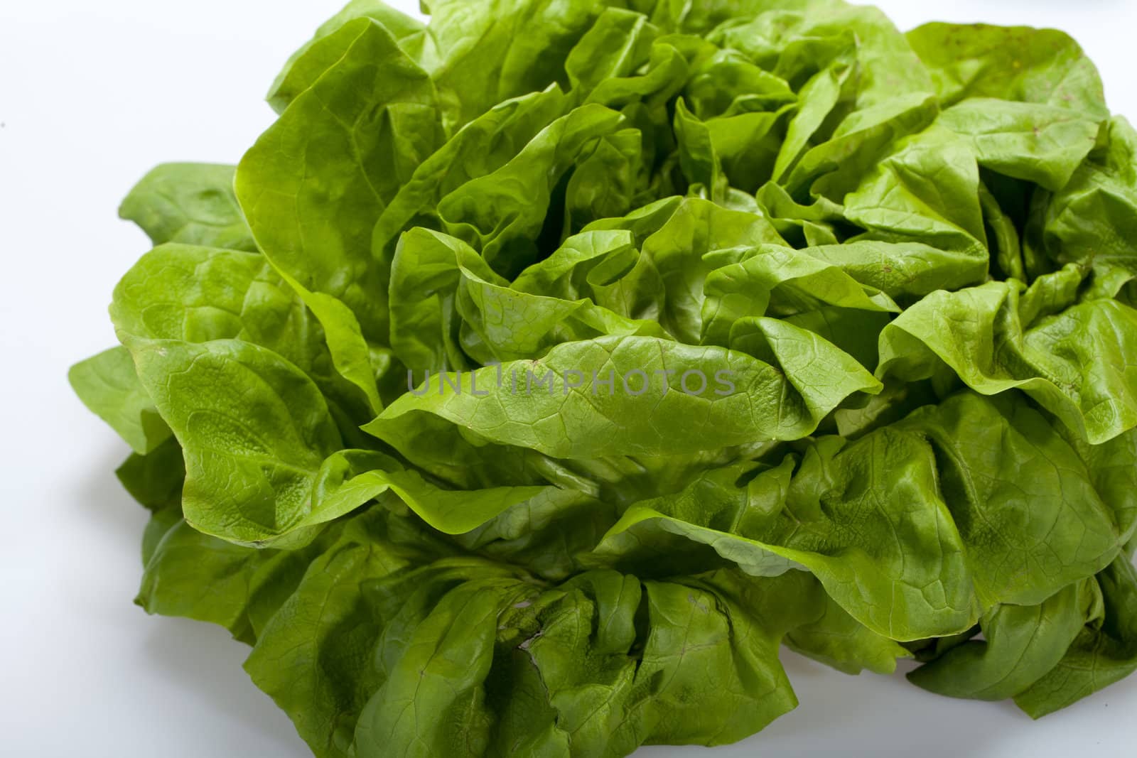 Fresh green Lettuce salad isolated on white background 