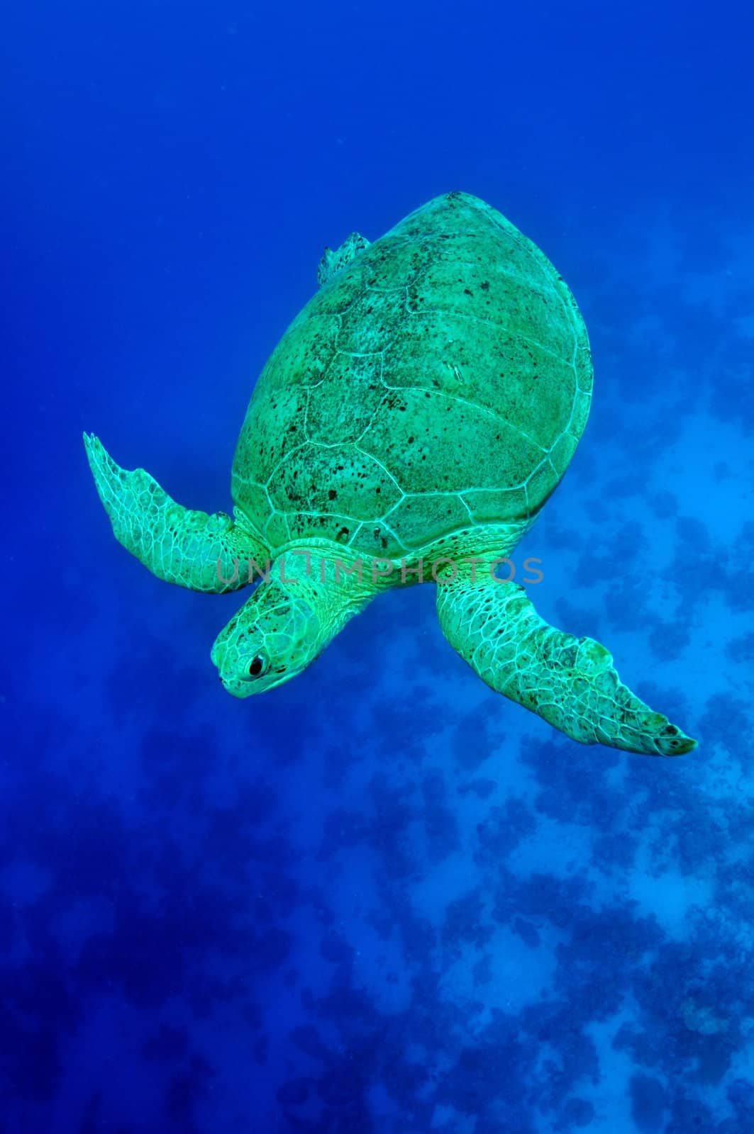 sea green turtle a underwater view. red sea, egypt.