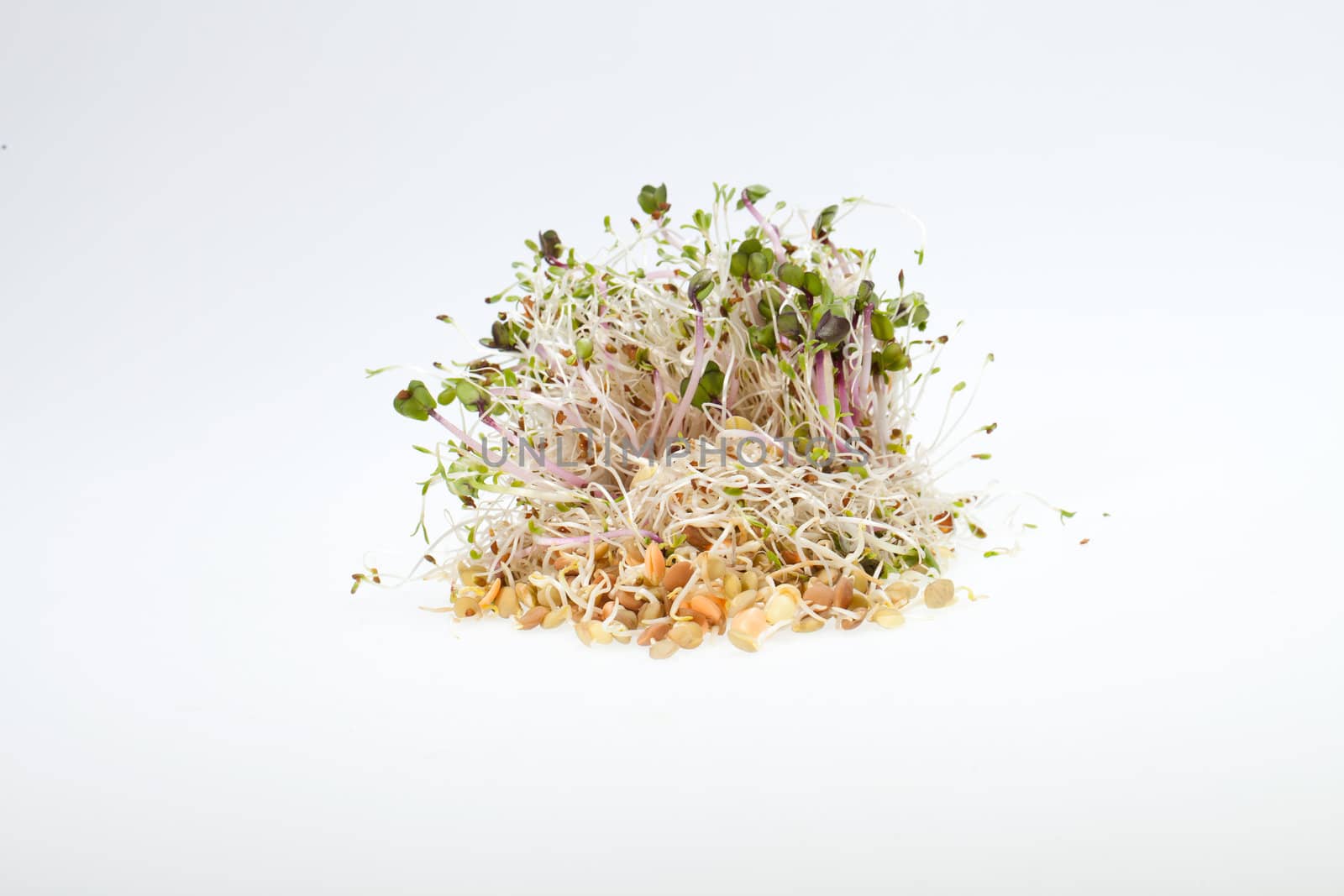 The healthy diet. Fresh sprouts isolated on white background 
