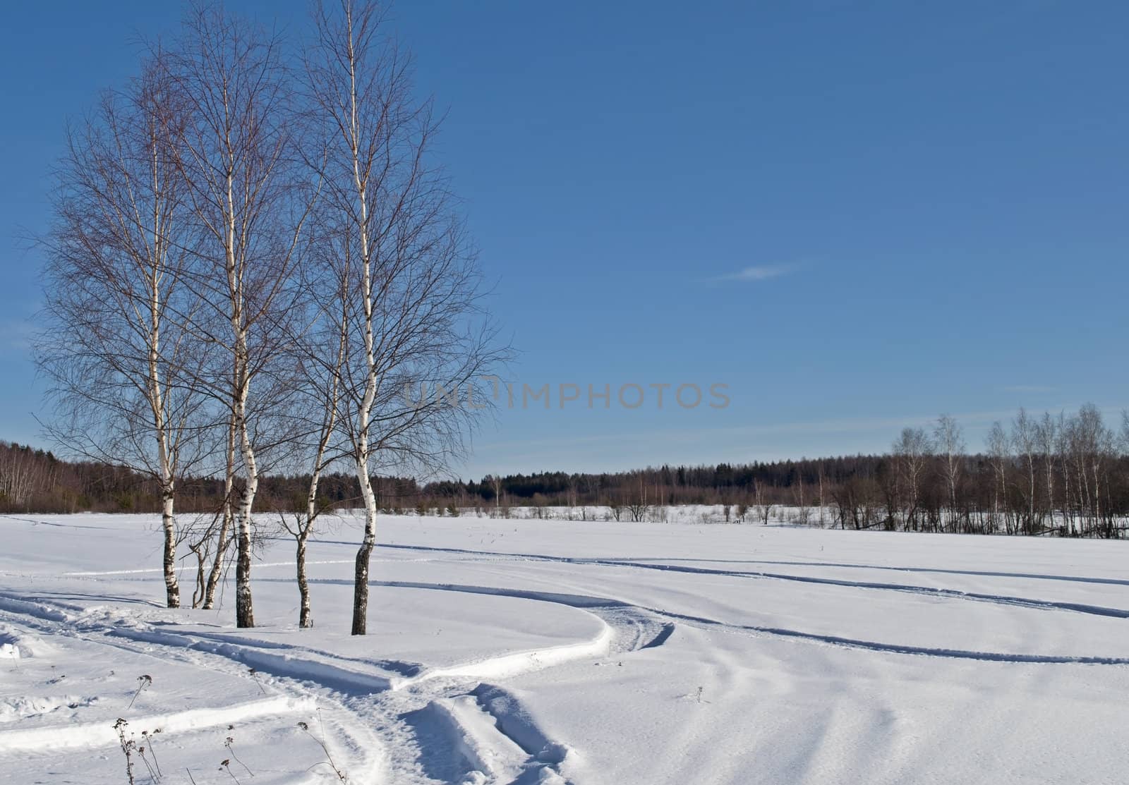 Birch trees and snowy field on the village outskirts