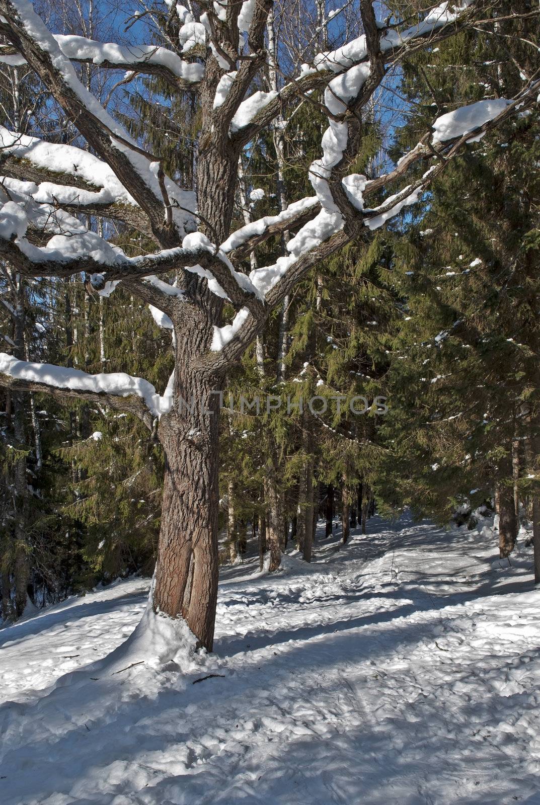 Snow-covered oak in forest,  winter sunny day