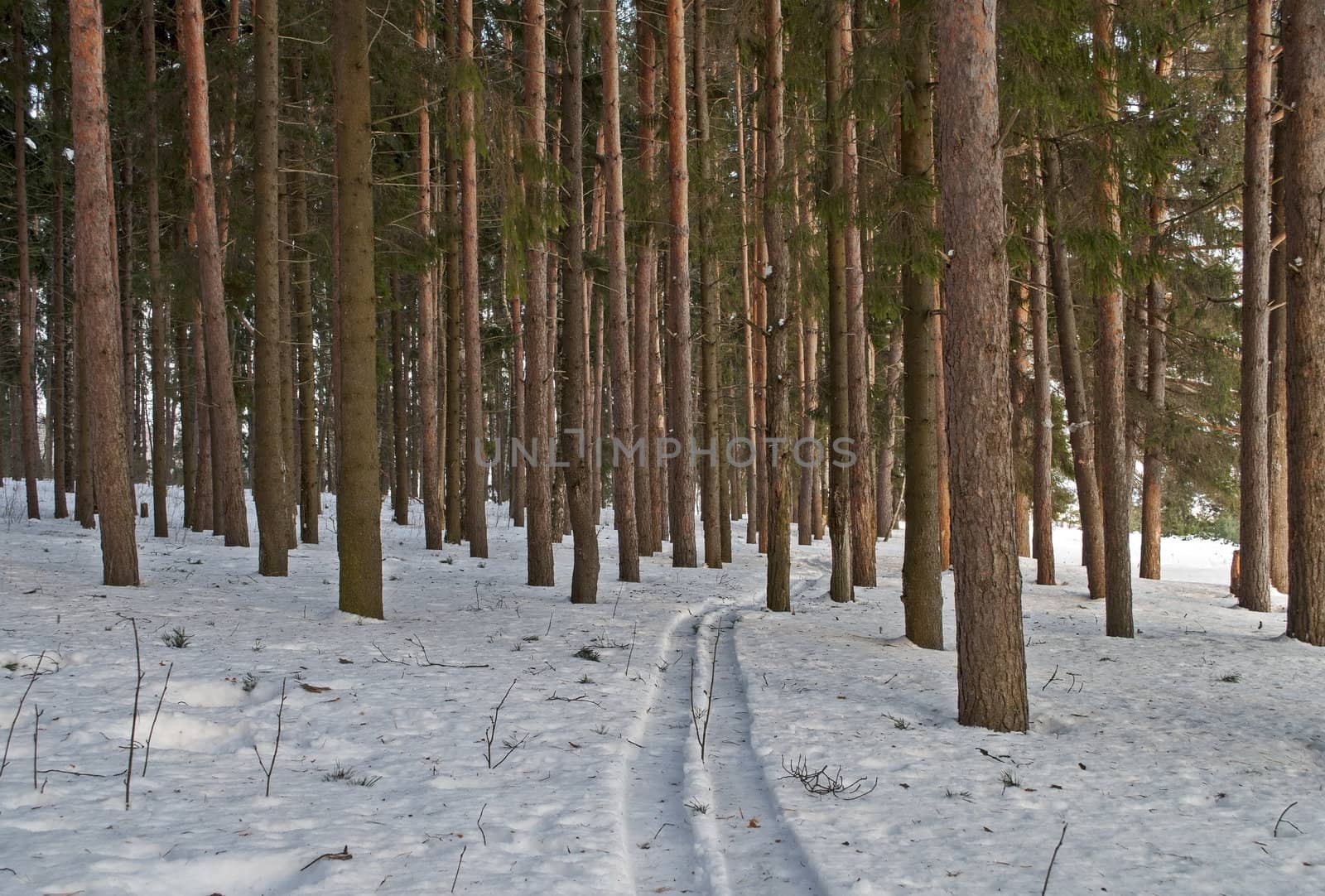 Ski run between pine trunks in winter forest