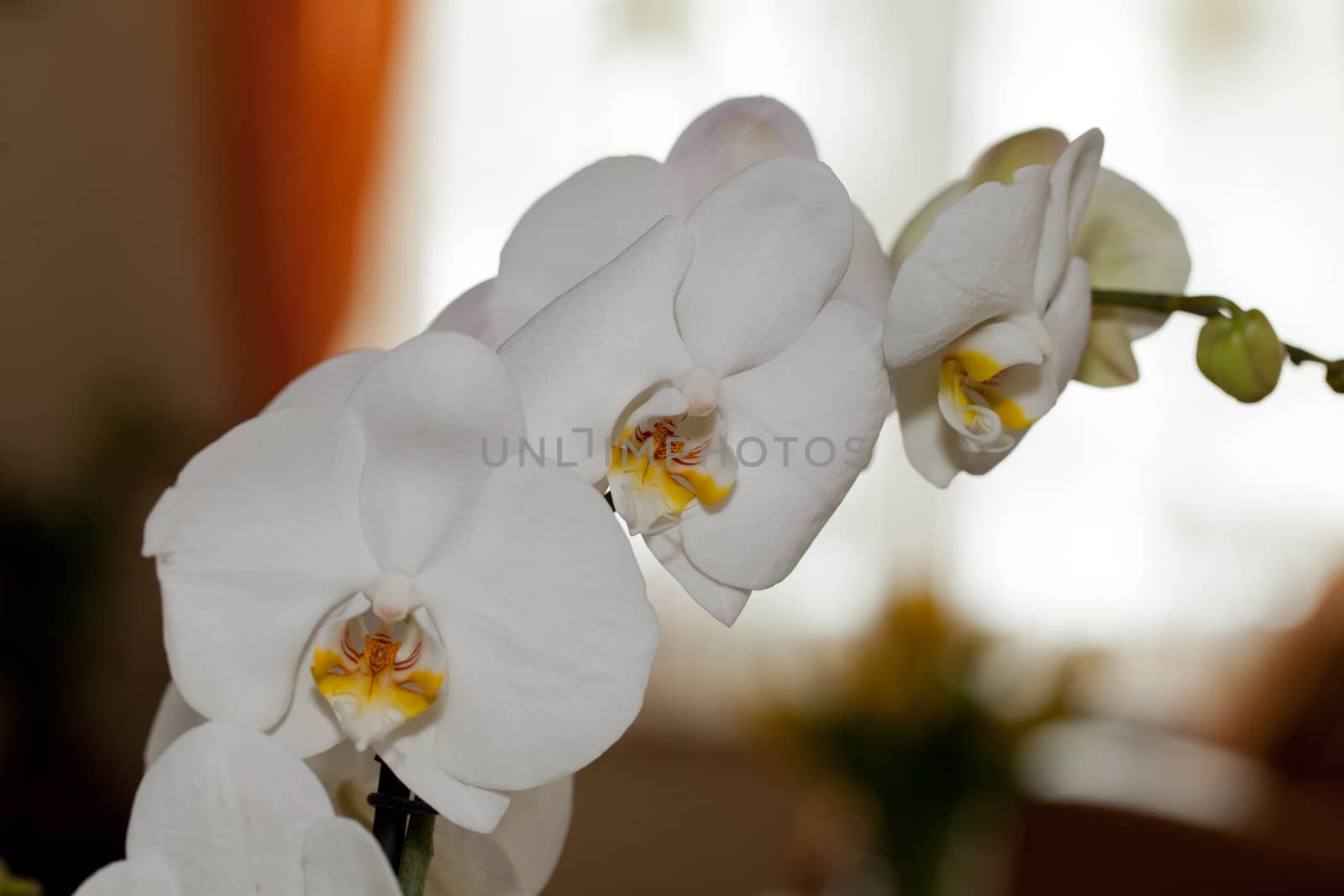 White orchid isolated on white 
