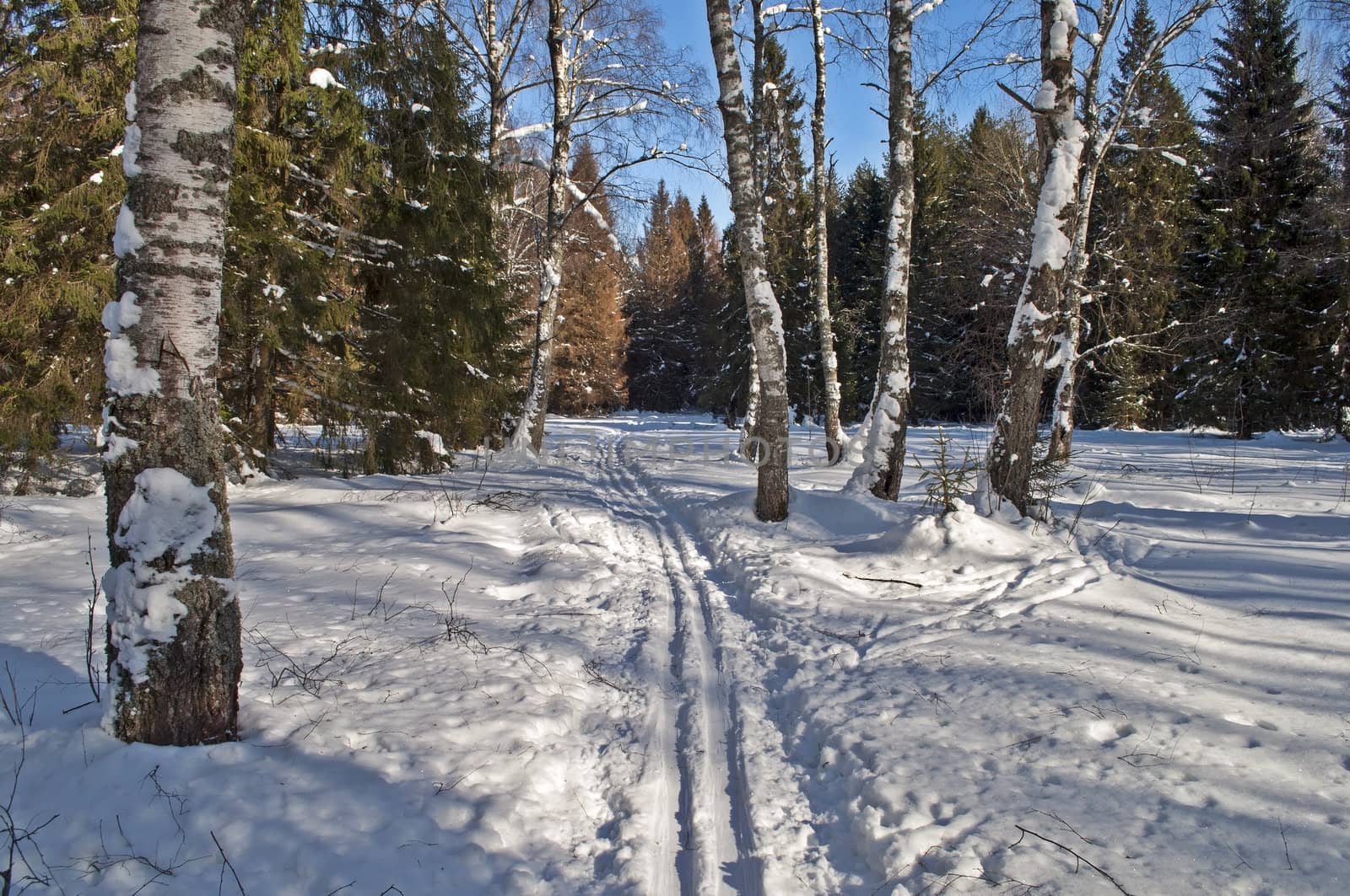 Ski track between old birch trees in winter forest