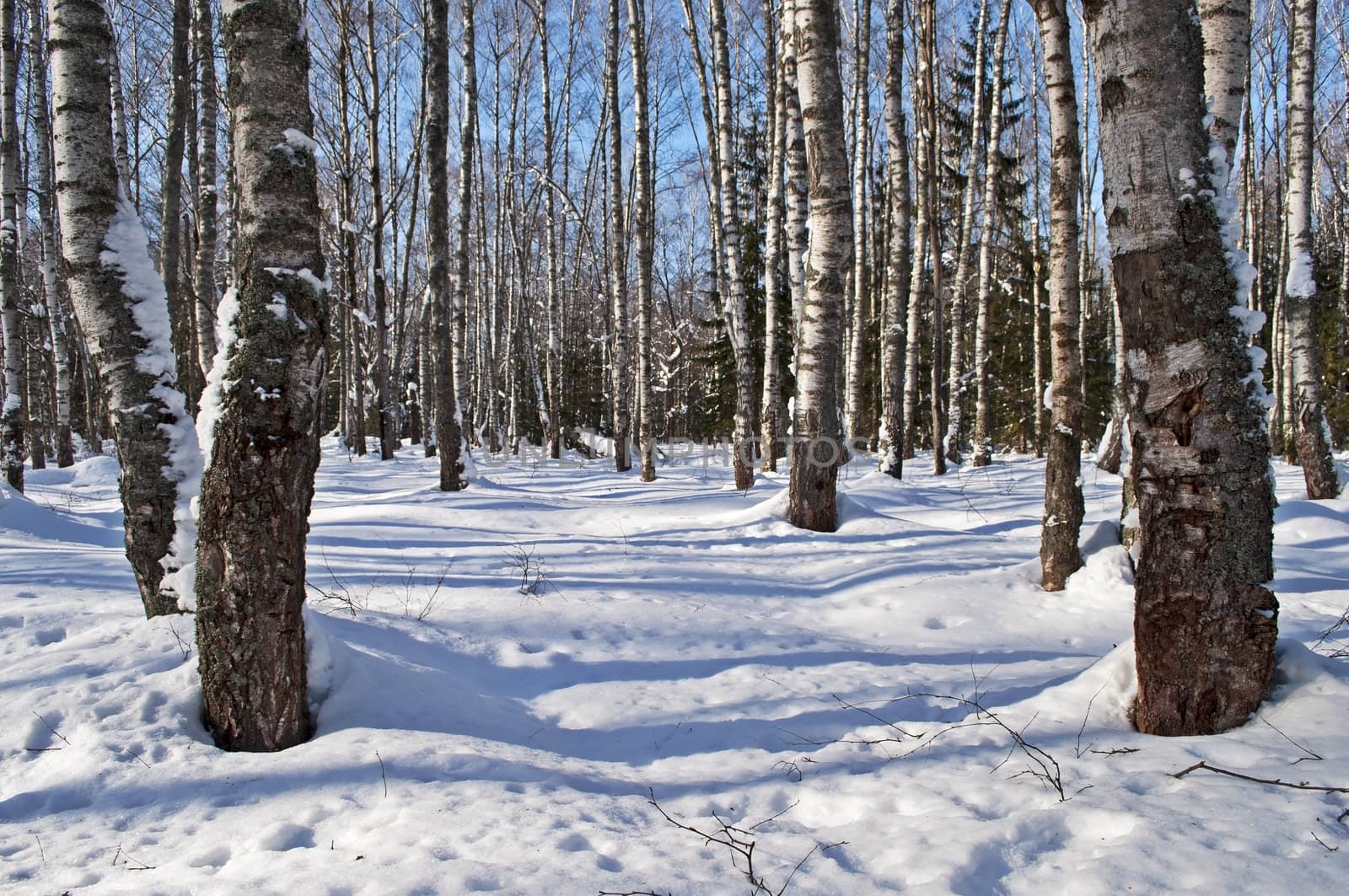 Bare birches in the forest, winter sunny day