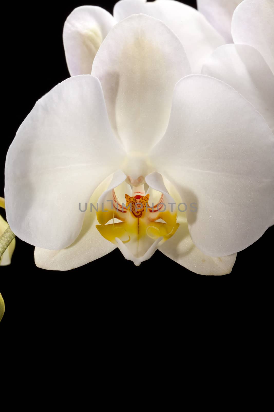 White orchid isolated on black