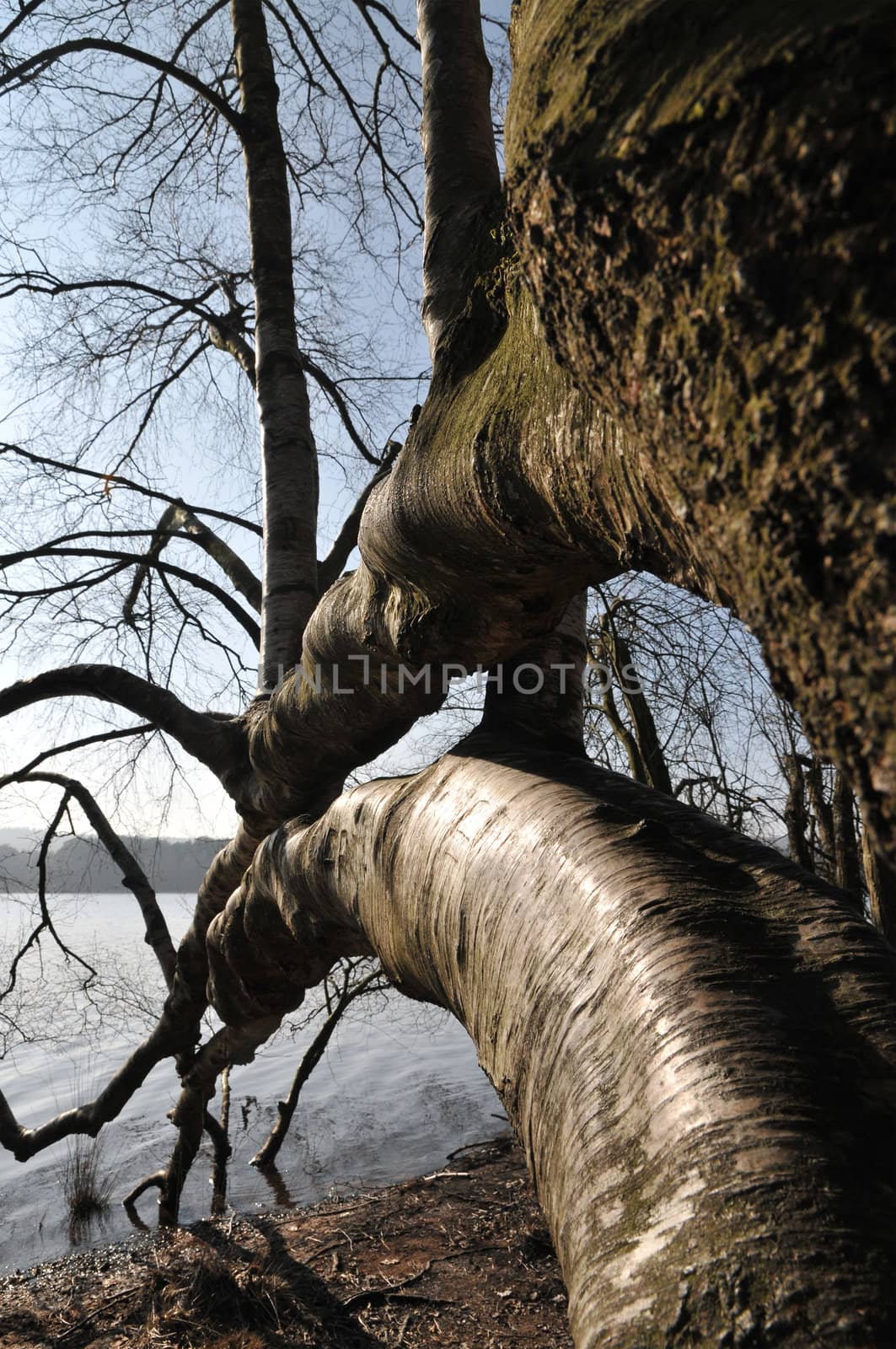 Curved Trunk along a Lake in the Broceliande Forest