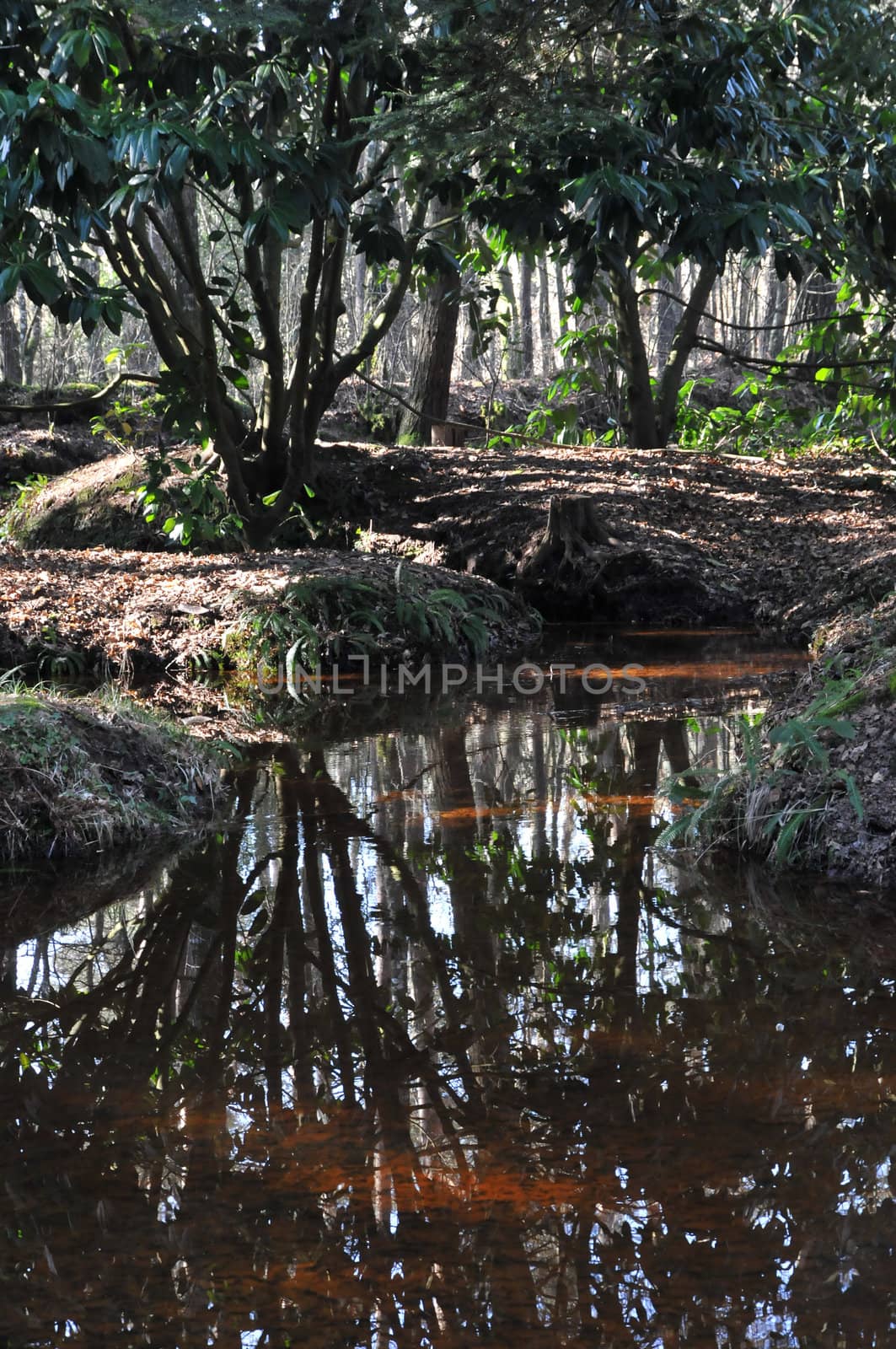 Little Quiet River inside the Broceliande Forest