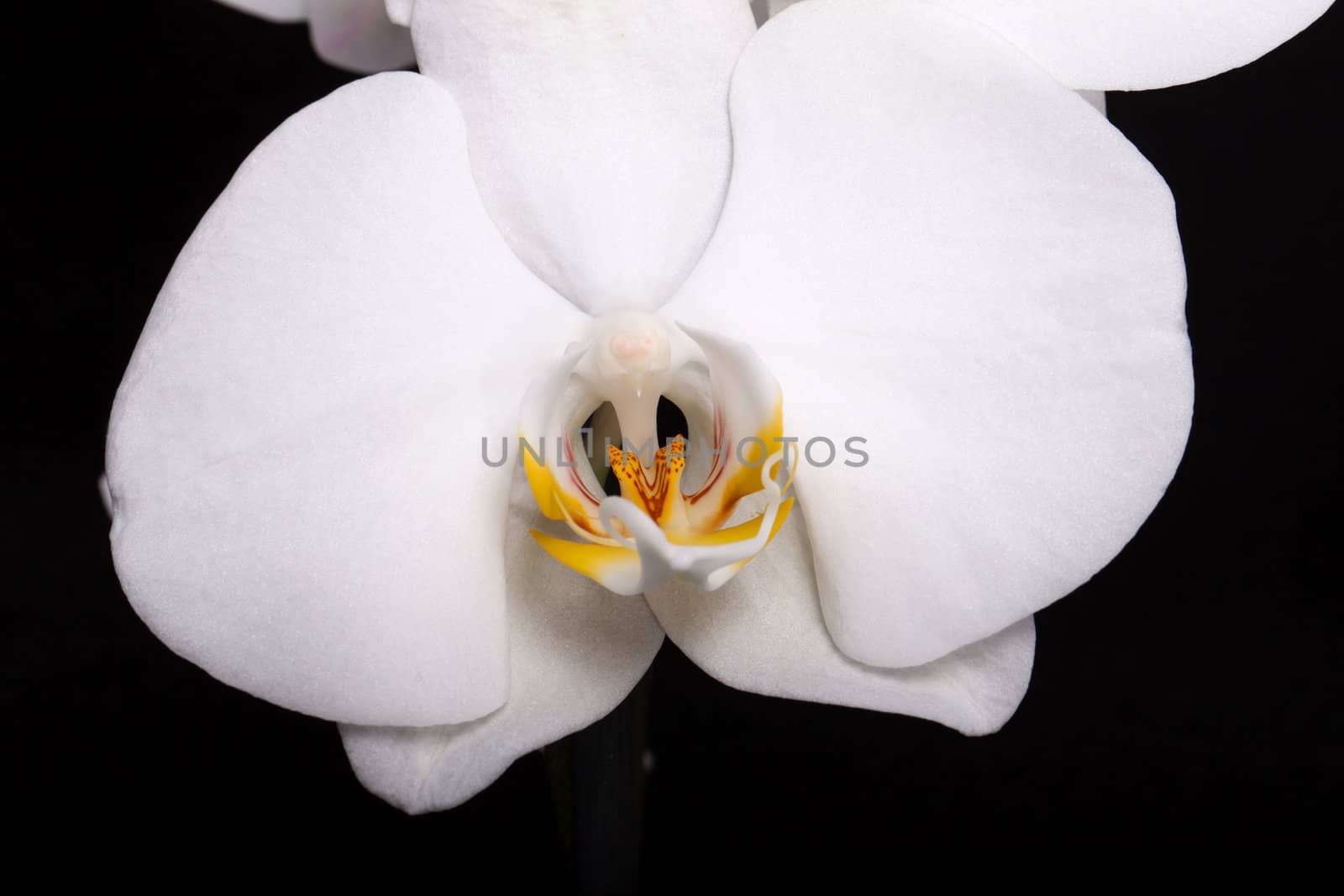 White orchid isolated on black