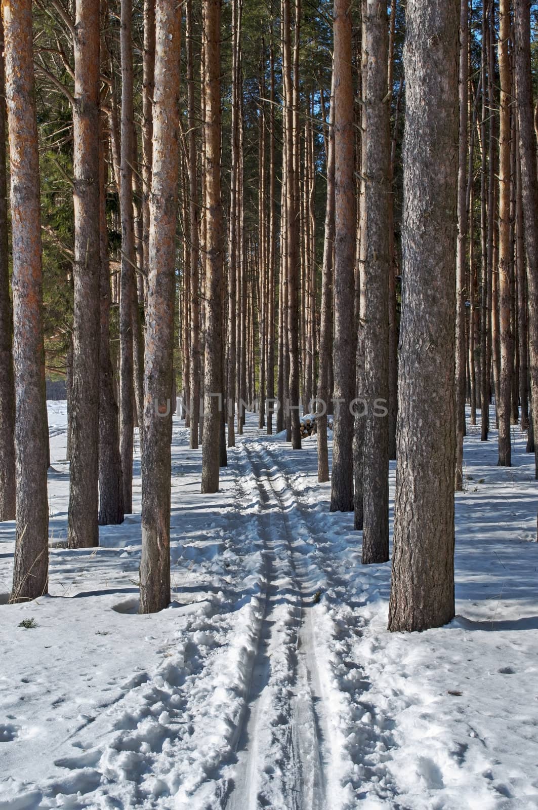 Ski track between the dark trunks of pine trees in winter forest