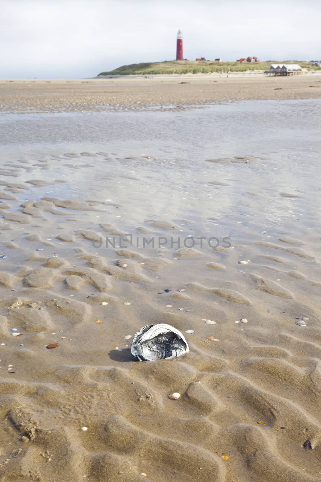 Shell on Dutch beach with lighthouse on island Texel, The Netherlands