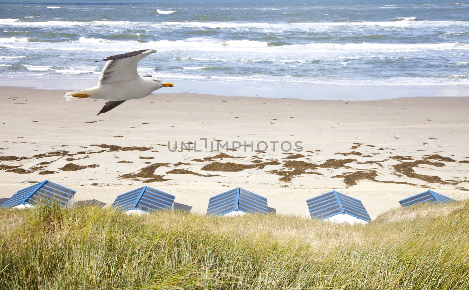 Dutch little houses on beach with seagull in De Koog Texel, The Netherlands