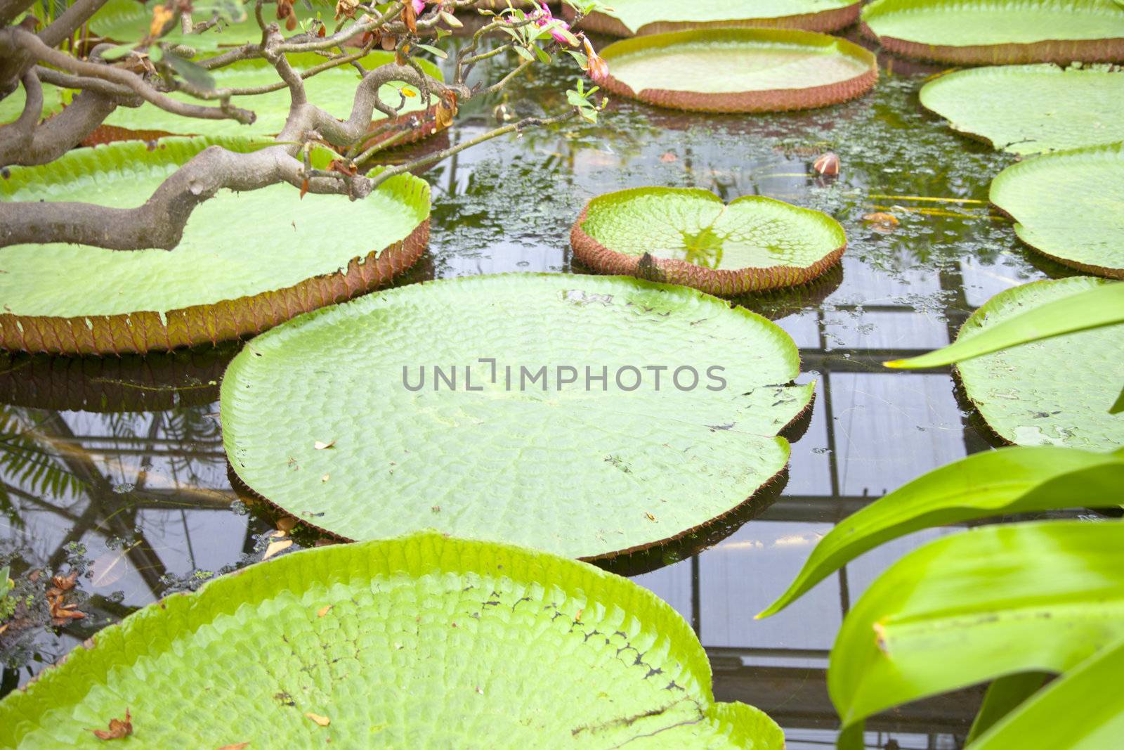 Close up of green Victoria amazonica