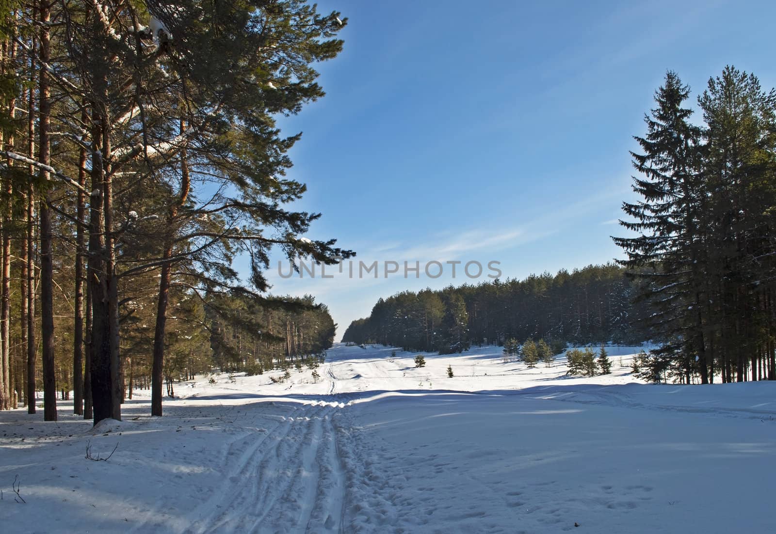 Ski track in a clearing of winter woods