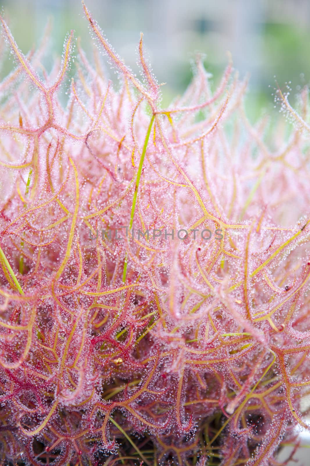 Close up of Sundew Drosera