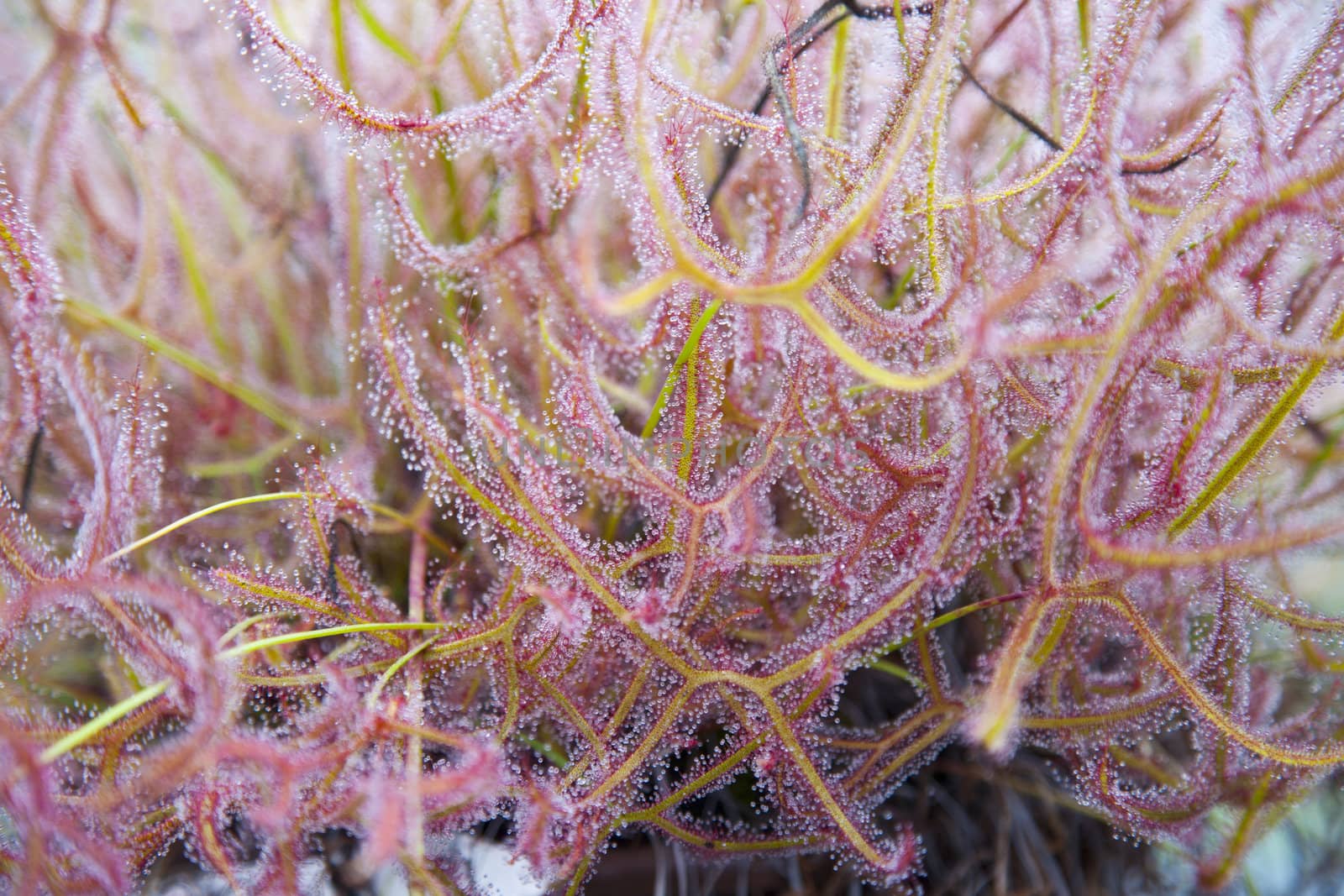 Close up of Sundew Drosera