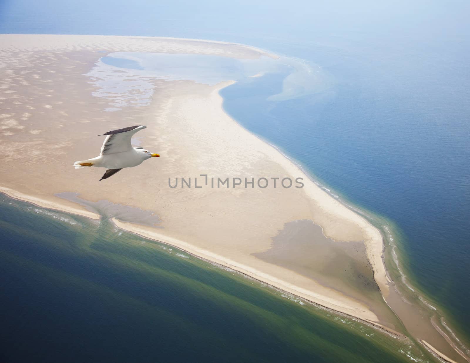 Seagull flying at beach near Texel, The Netherlands