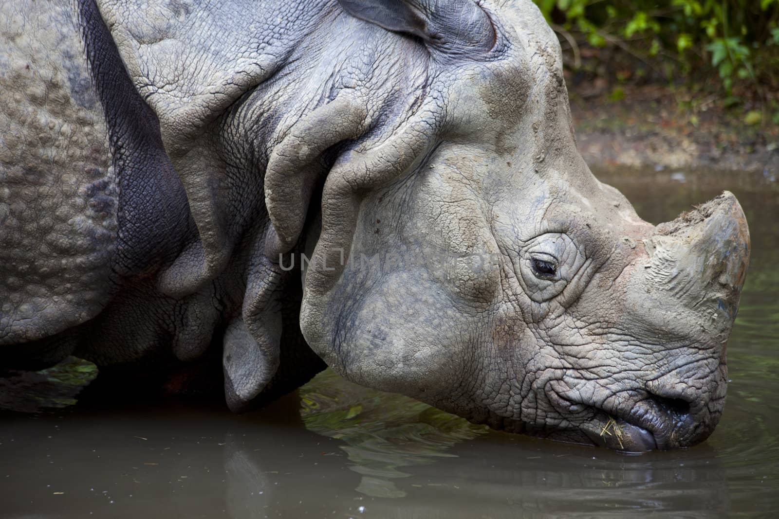Close up of rhino drinking in lake, Rhinoceros unicornis