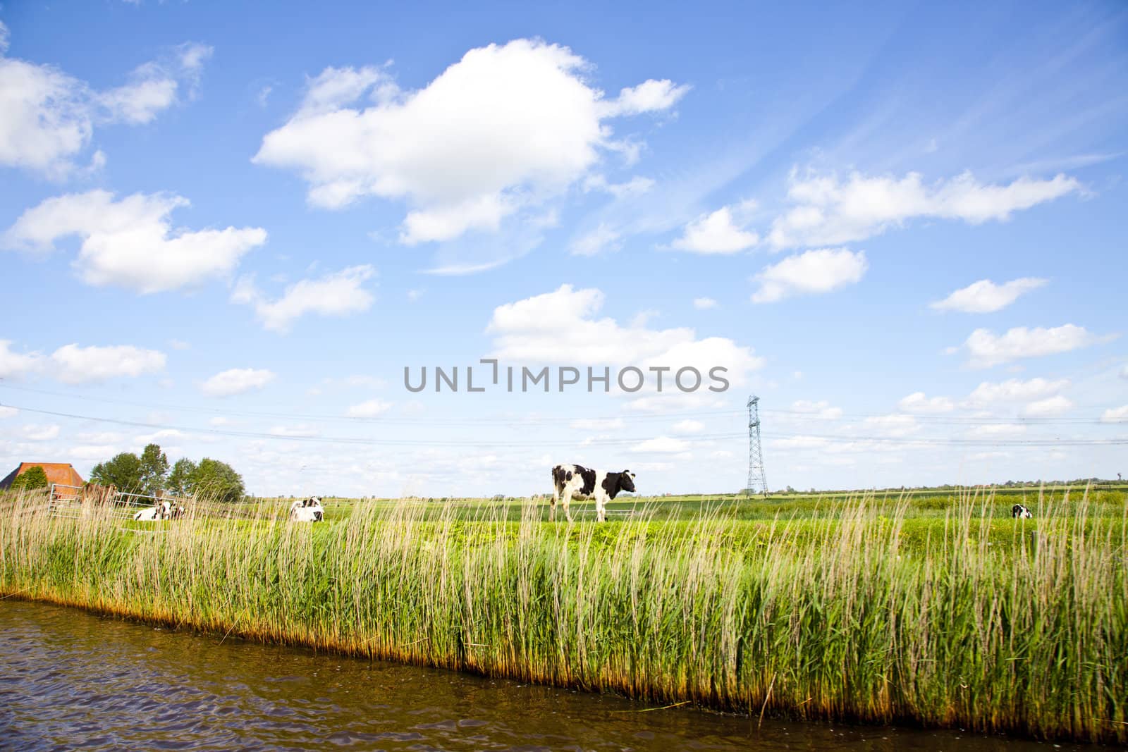 Dutch landscape with grass and cow