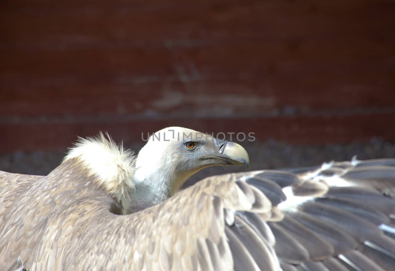 Close up of head of vulture