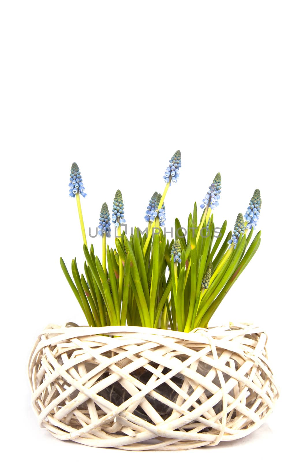 Fresh blue grapes in a white basket isolated on white