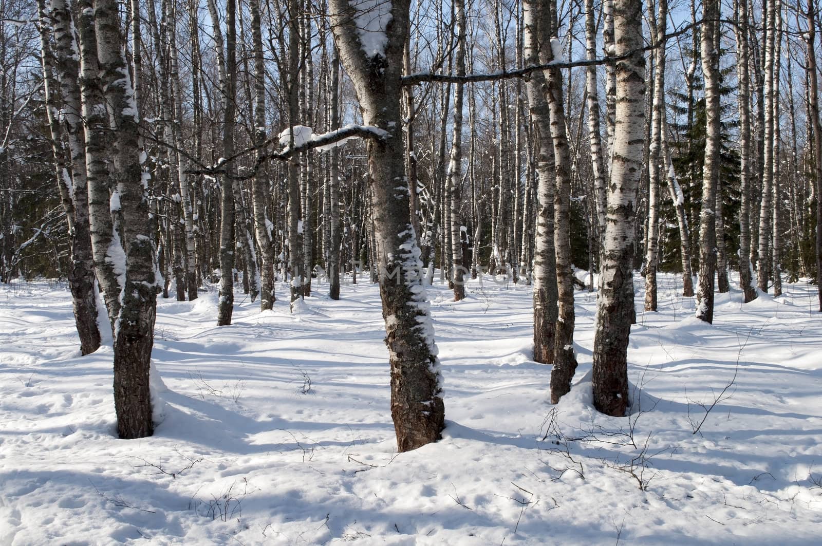 Group of bare birches in winter sunny day