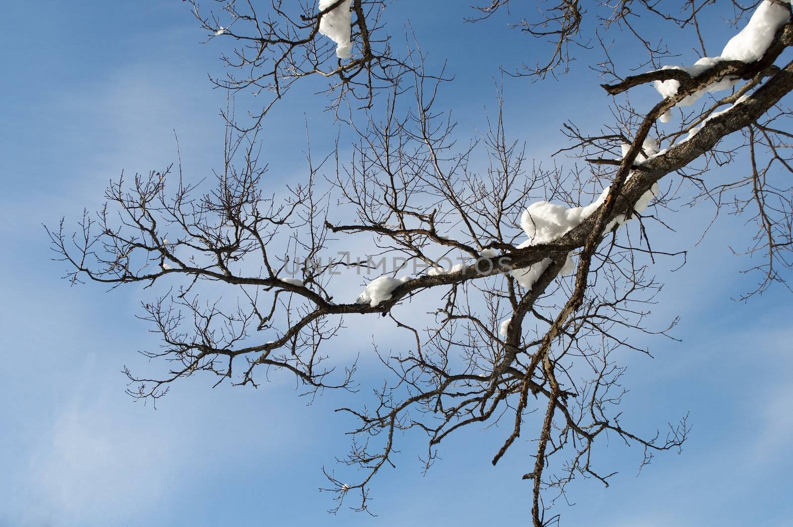 Snow-covered oak branch on blue sky background,  winter sunny day