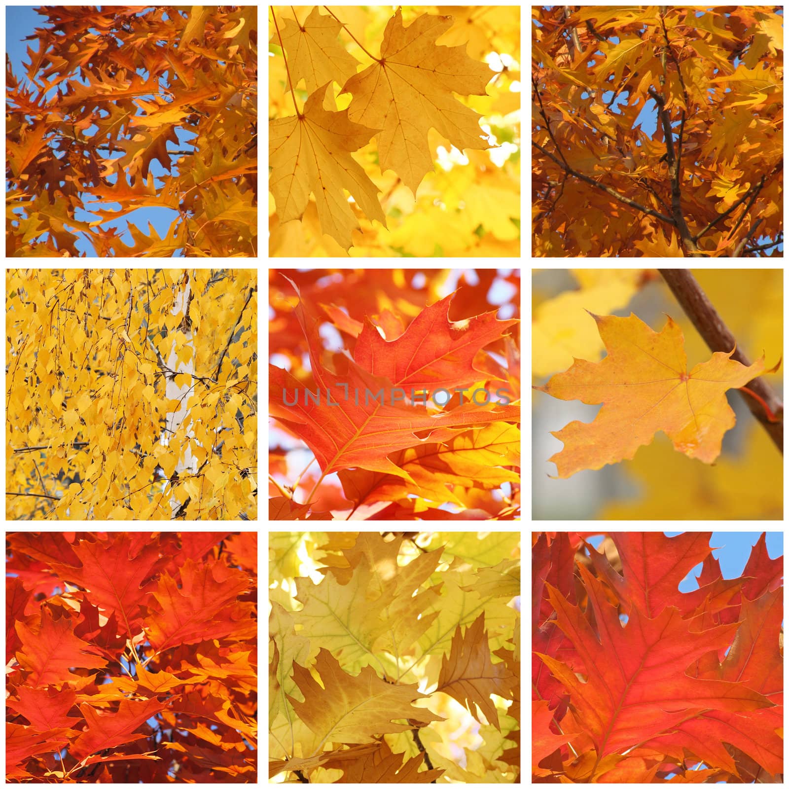 collage with foliage of trees at fall