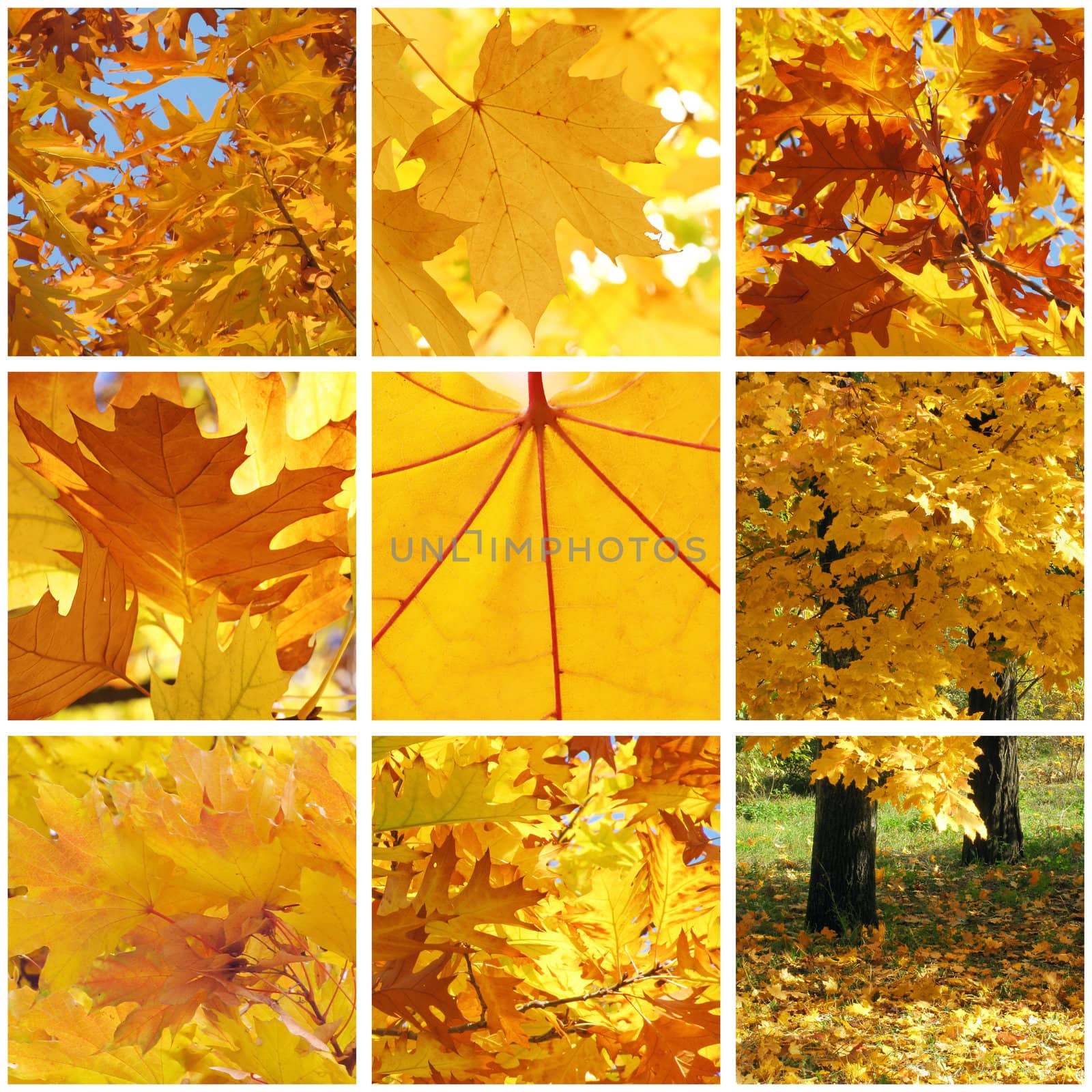 collage with leaves at fall