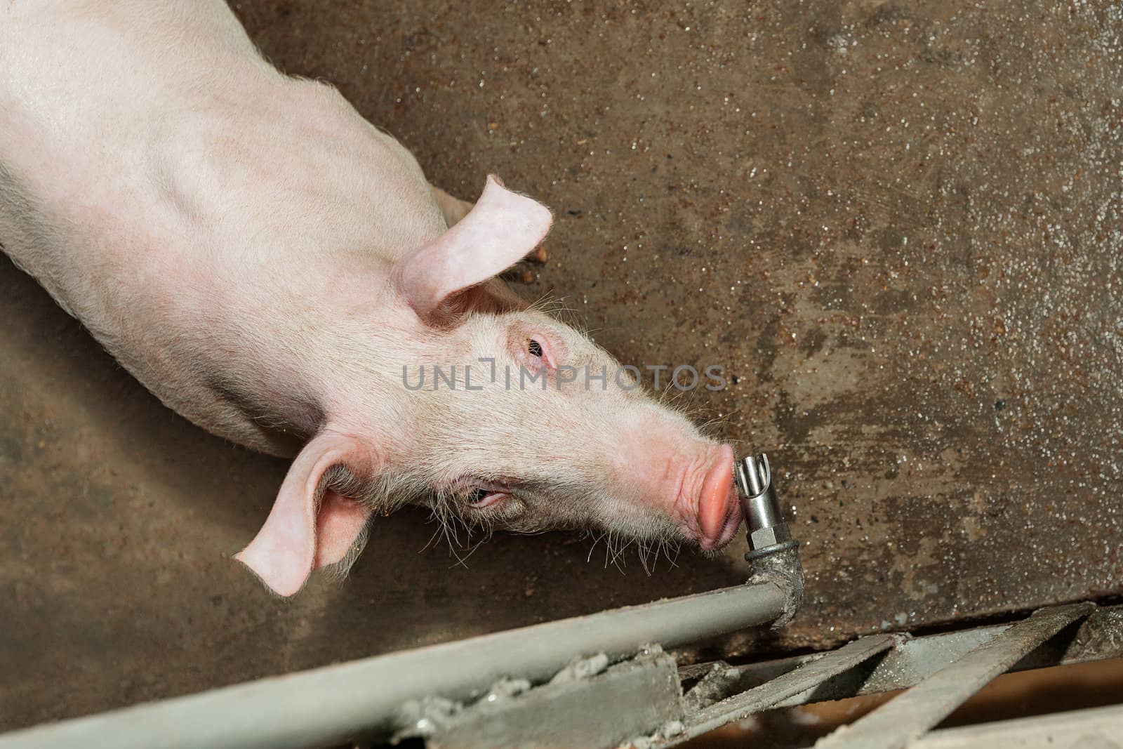 Image taken while the pig is drinking