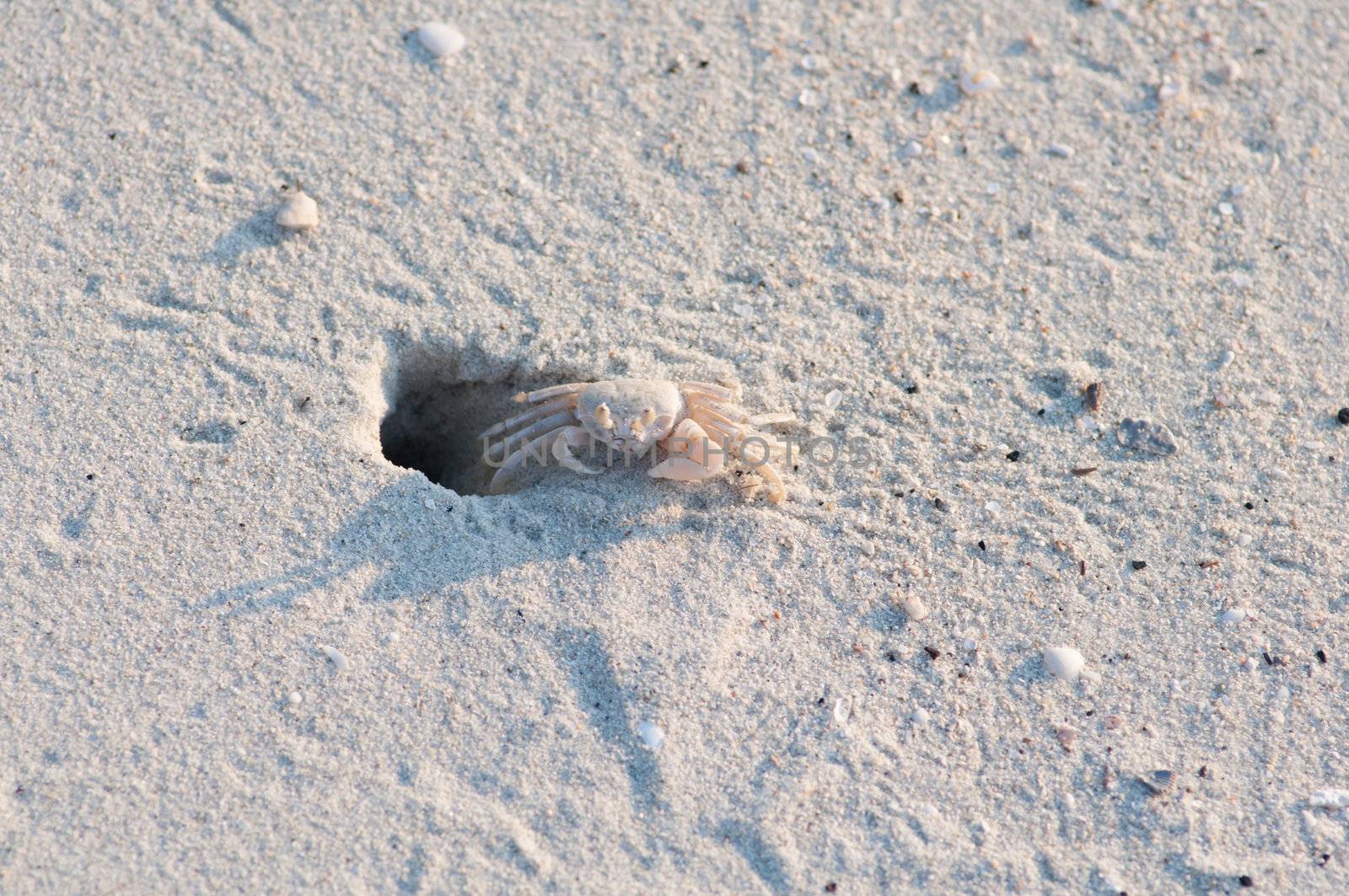 A Sand Crab on a gulf coast beach.