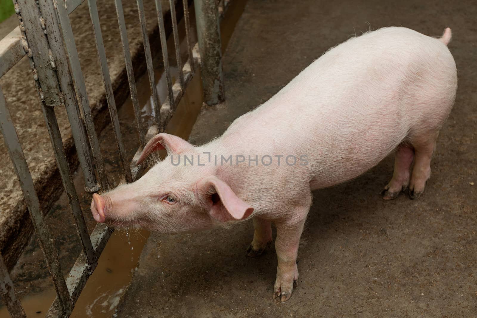 Young pig drinking water