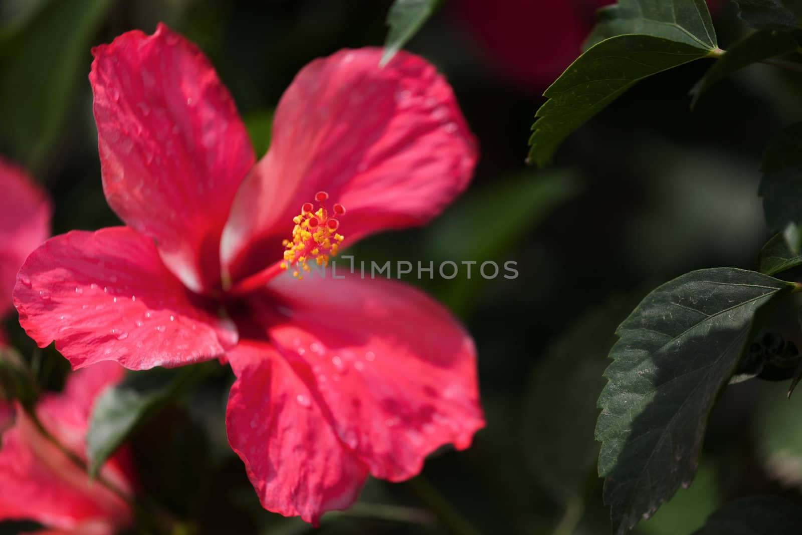 Red hibiscus against green foliage