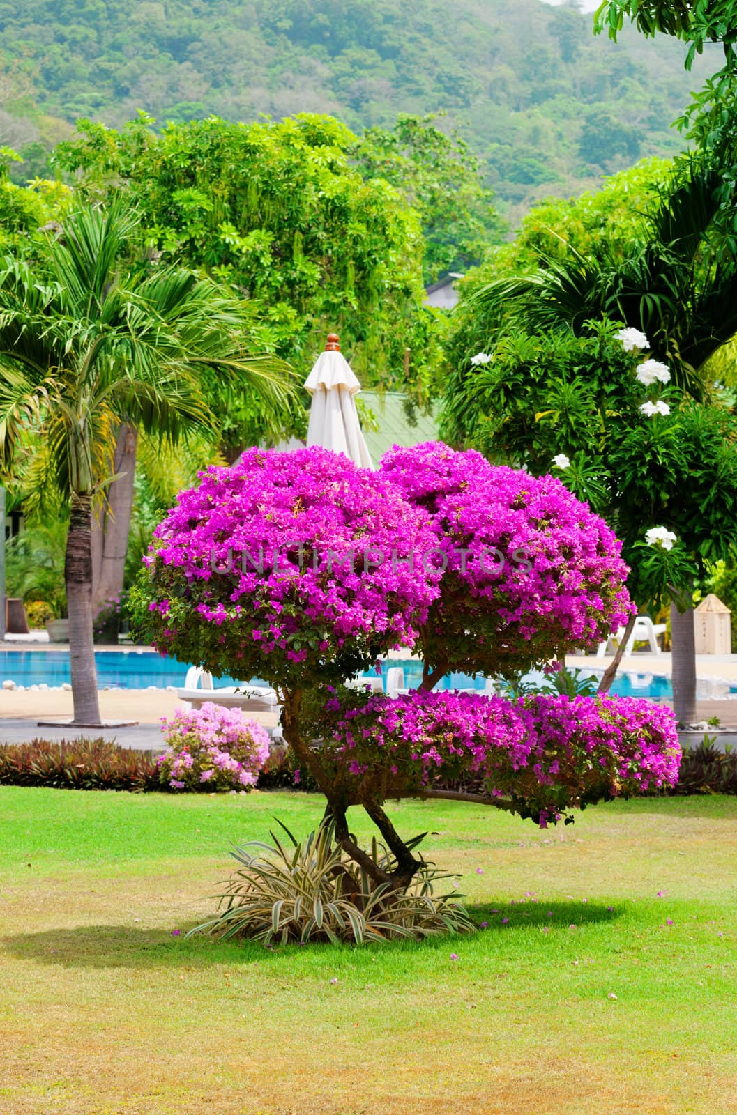 Blossoming tree near the pool in tropical hotel by elena_shchipkova