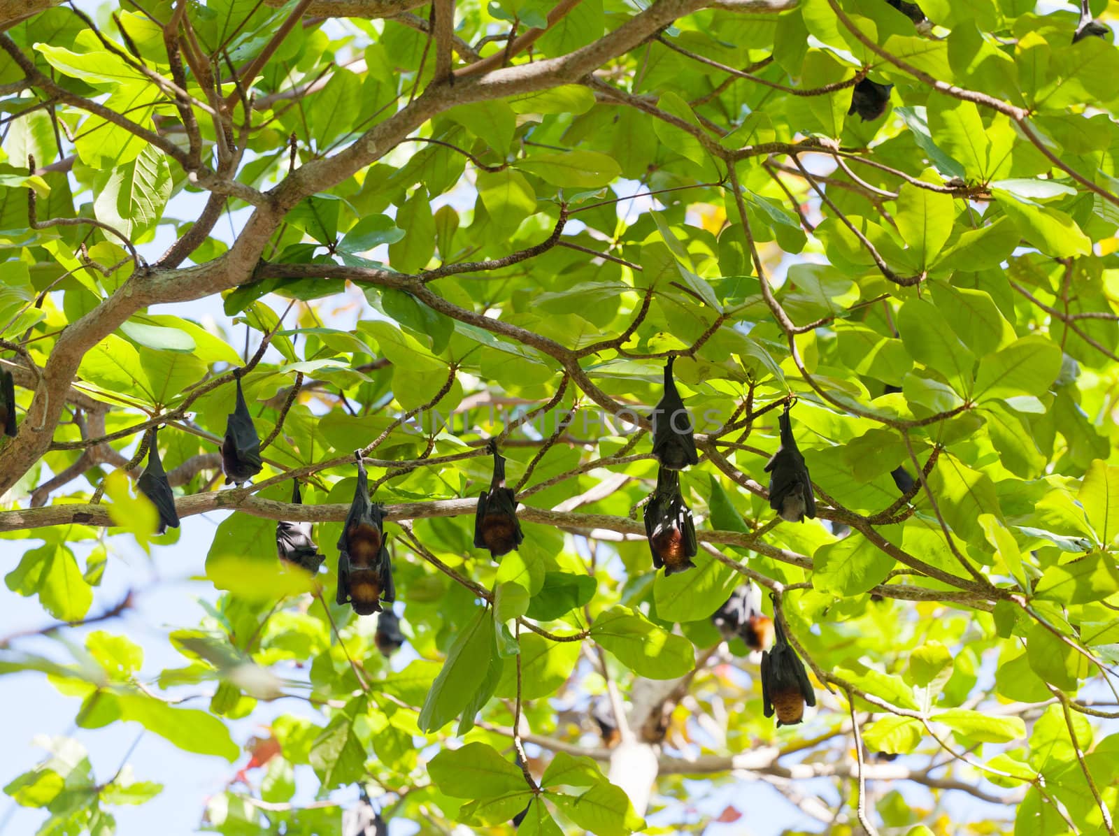 Flying foxes hang on tree branches, Thailand by elena_shchipkova