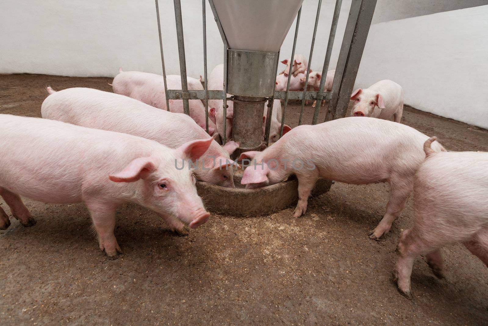 Pigs during feeding