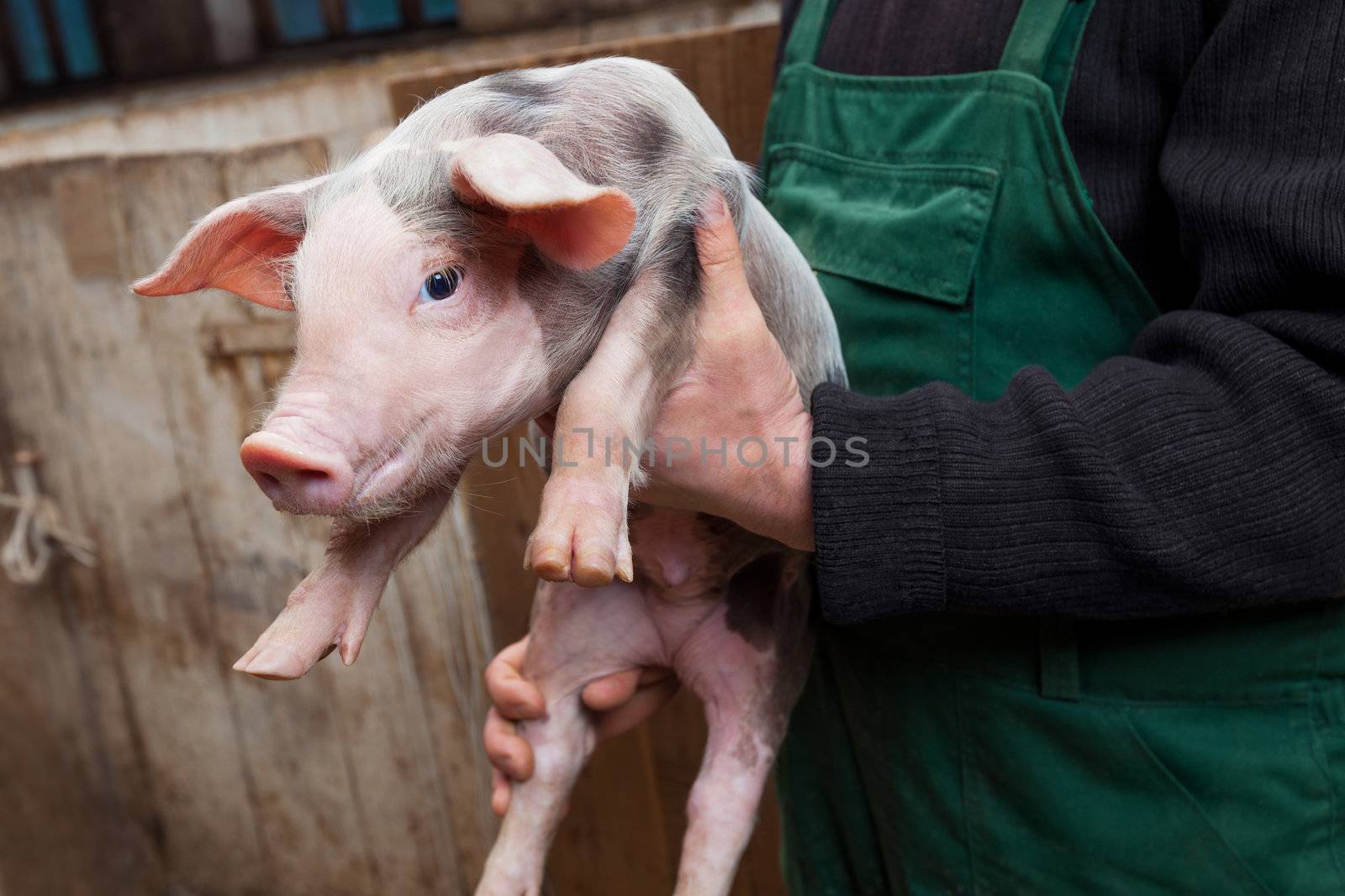 Farmer holding on hands young piglet of pietrain breed