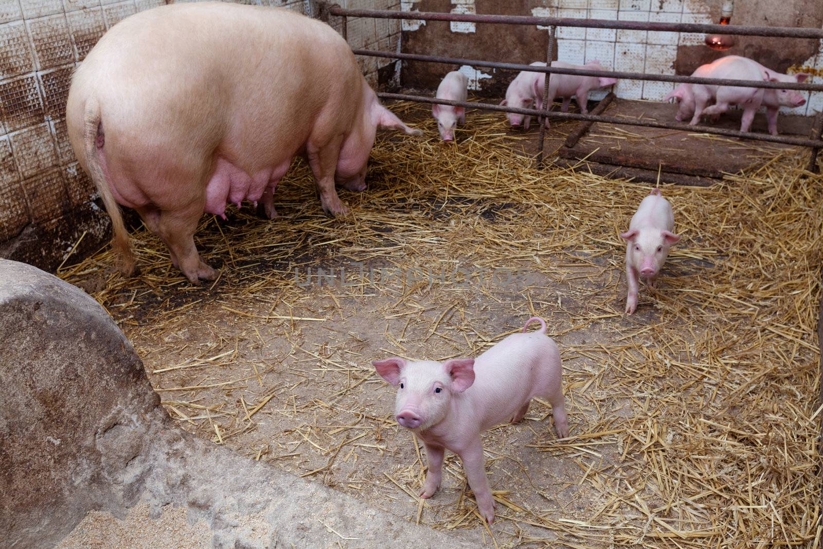 Sow pig with piglets in a pig farm