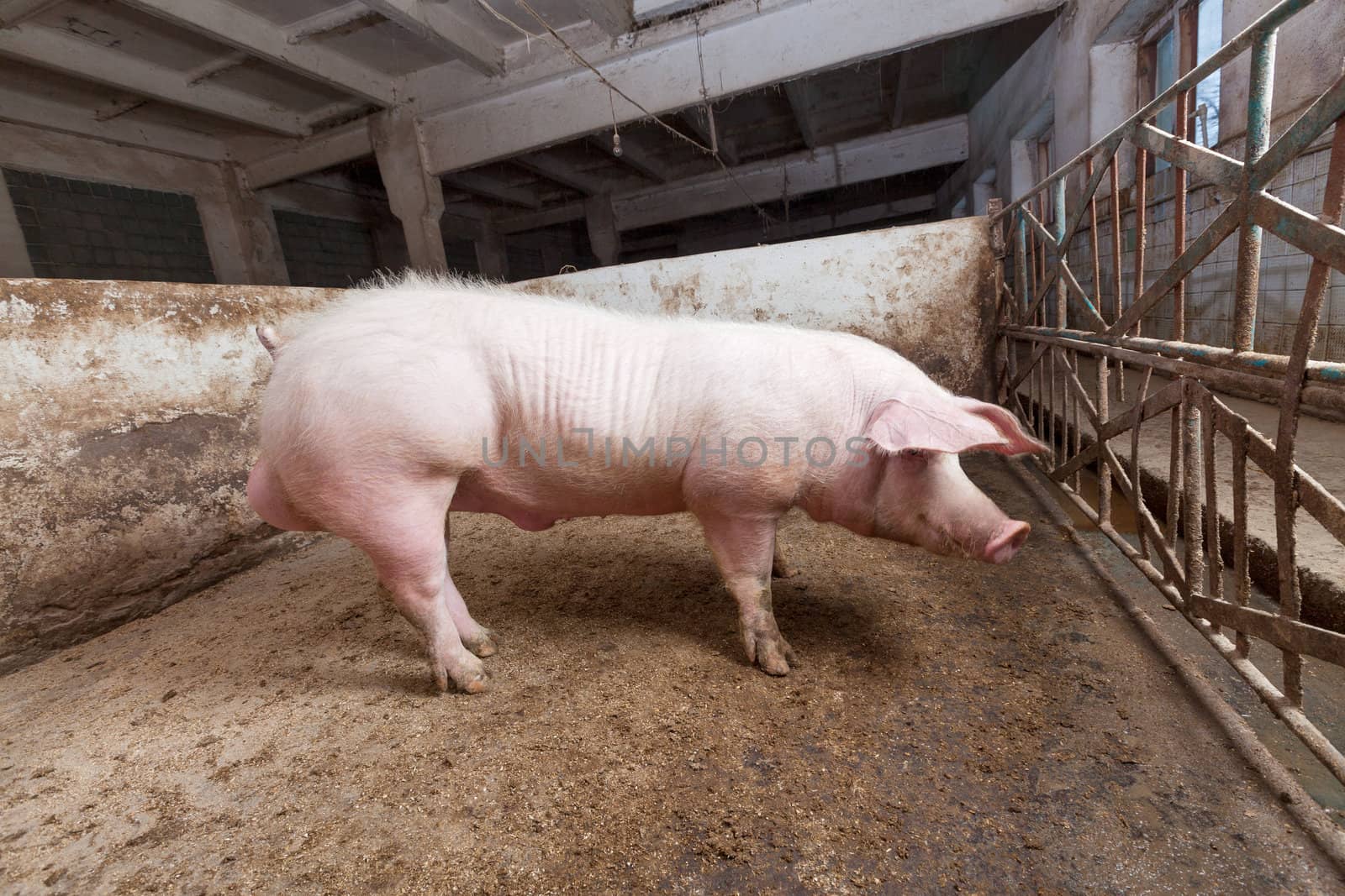 Young boar, landrace breed