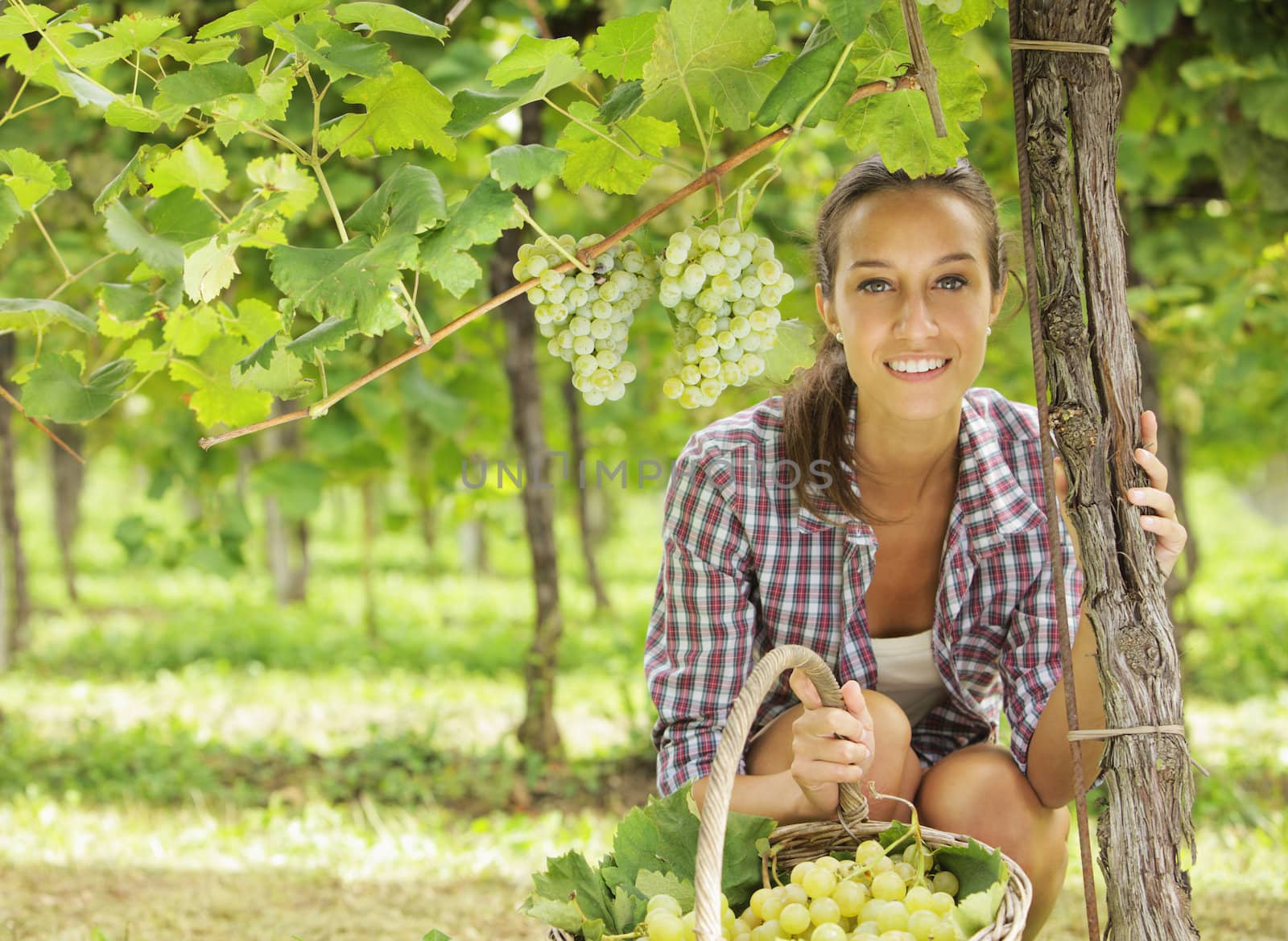 Young peasant woman in the vineyard