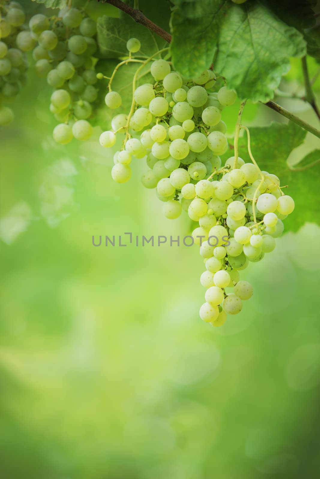 Bunches of growing green grapes.