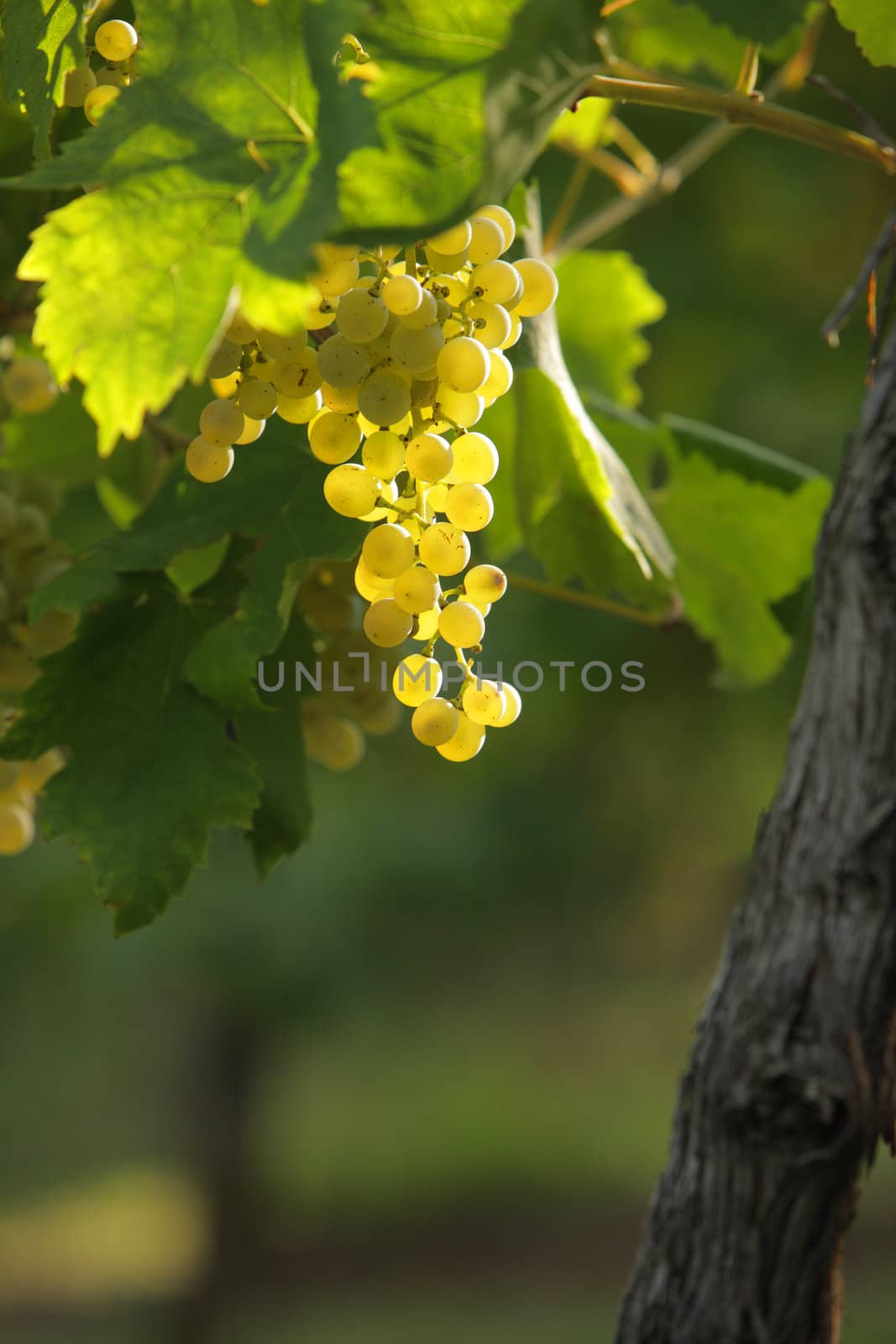 bunches of grapes at sunset