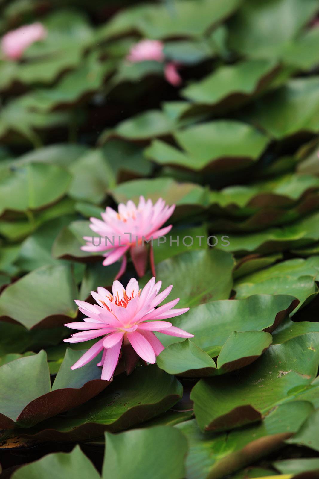 Lily pads and lotus flower by stokkete